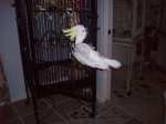 Phoenix Swinging on his cage door
